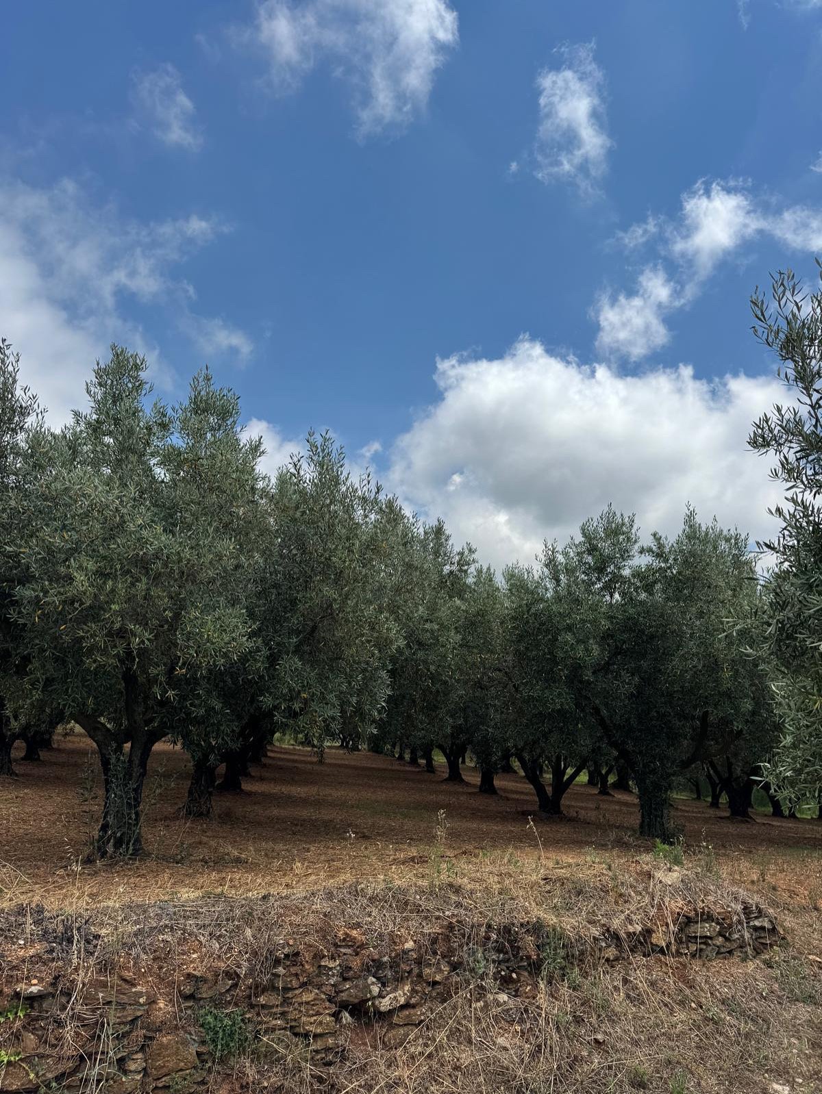 B&B Casa Vacanze Lydia offre la possibilità di usufruire o dell’ intero appartamento composto da 3 stanze e 2 letti con cucina e soggiorno o di anche solo le stanze con il bagno privato .