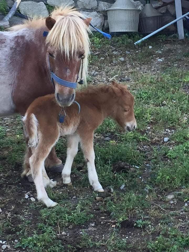 Agriturismo a Paola vicino al Santuario San Francesco e vicino al mare con piscina ristorante pizzeria fattorie didattiche