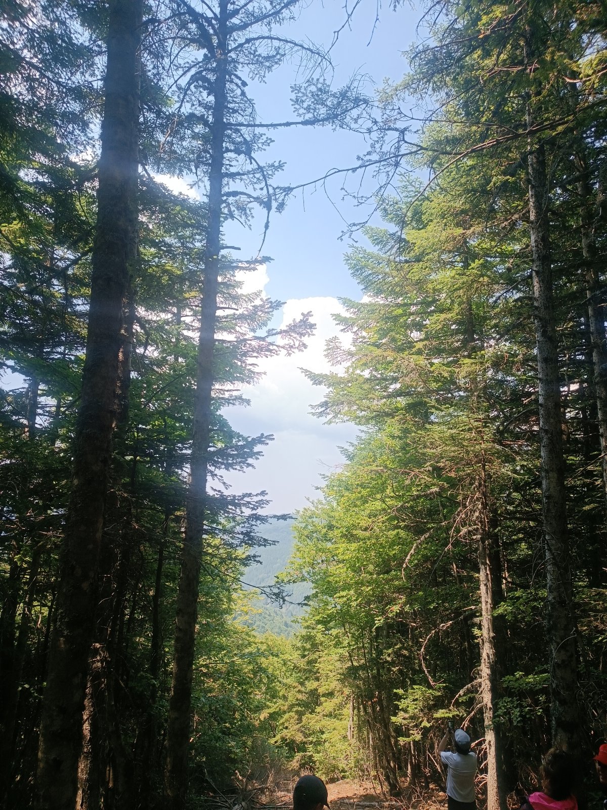 Pungitopo accogliente appartamento in montagna