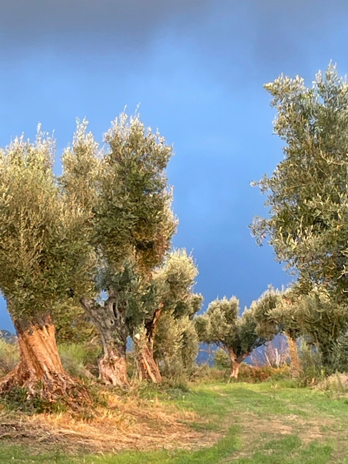 Case per le vacanze, bed and breakfast , agricampeggio, vendita di prodotti aziendali biologici, turismo delle esperienze, panificazione e corsi di cucina, trekking, eventi, tornei di burraco e bridge