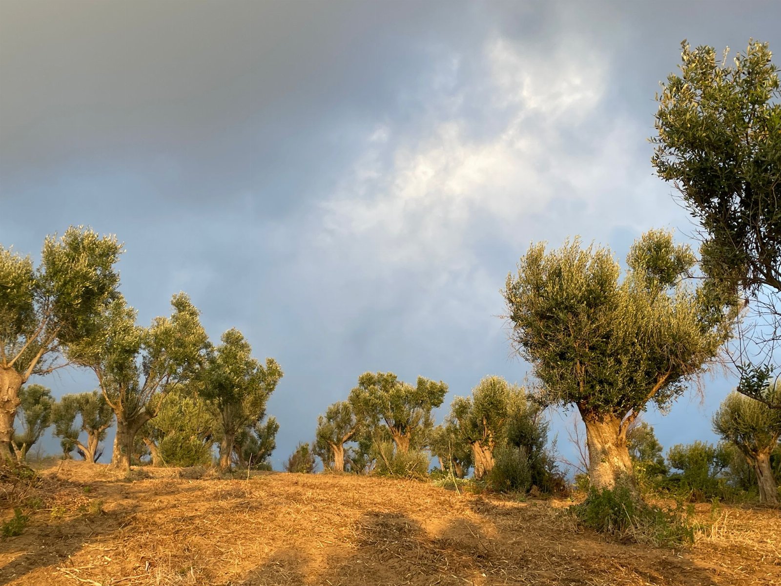 Case per le vacanze, bed and breakfast , agricampeggio, vendita di prodotti aziendali biologici, turismo delle esperienze, panificazione e corsi di cucina, trekking, eventi, tornei di burraco e bridge