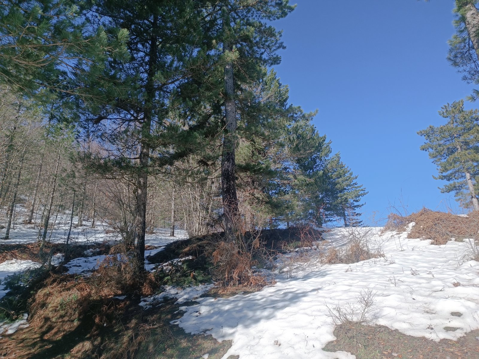 Pungitopo accogliente appartamento in montagna