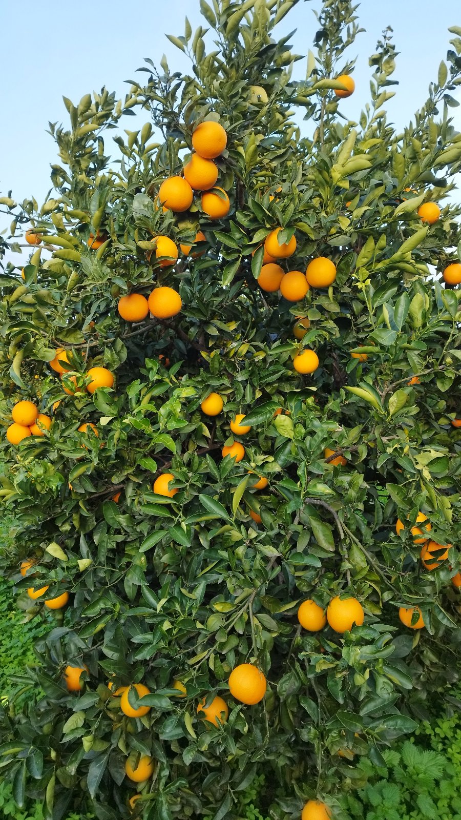 L'agriturismo al baricentro della Cultura Bizantina e gli agrumeto della Sibaritide