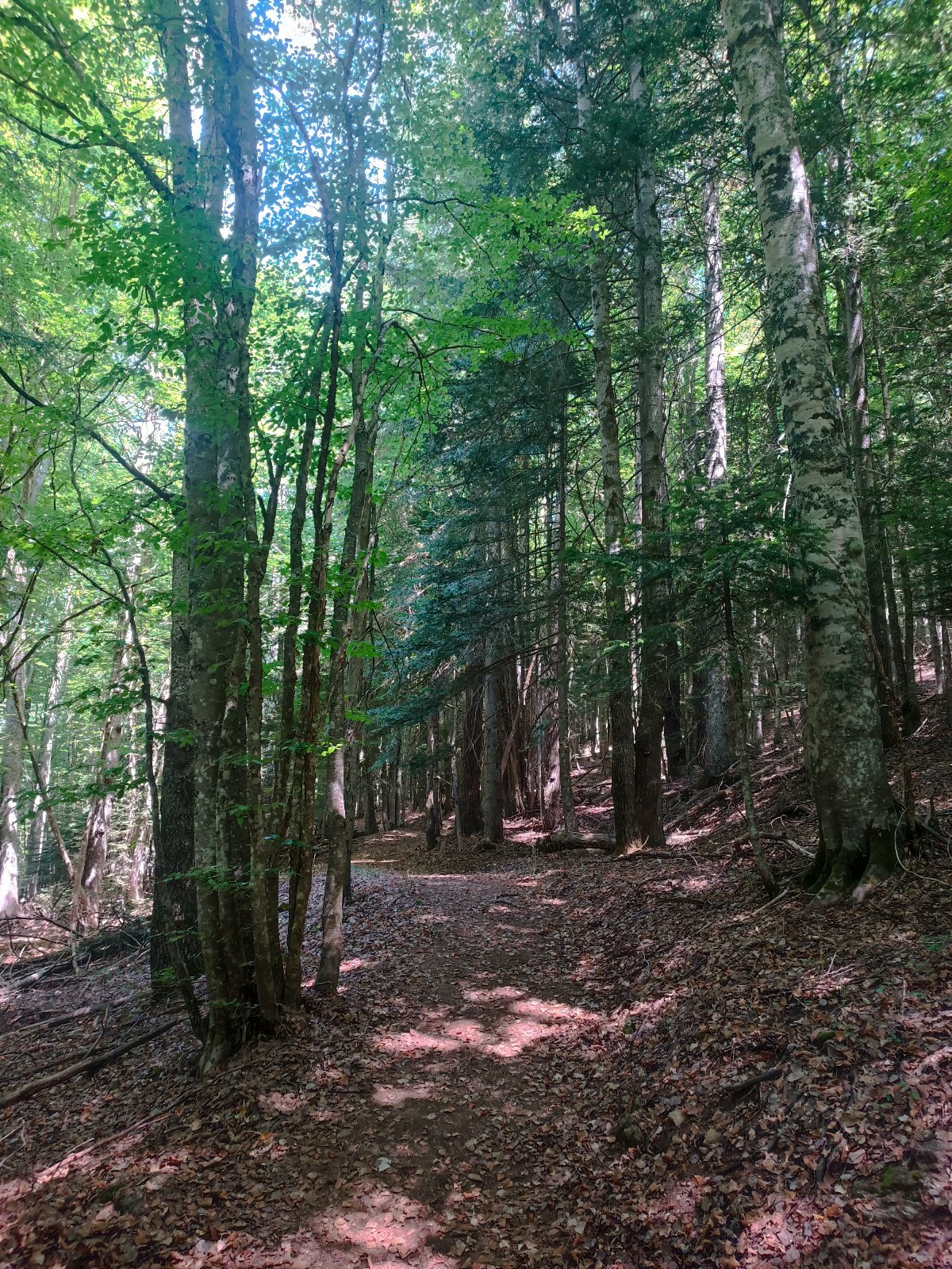 Pungitopo accogliente appartamento in montagna