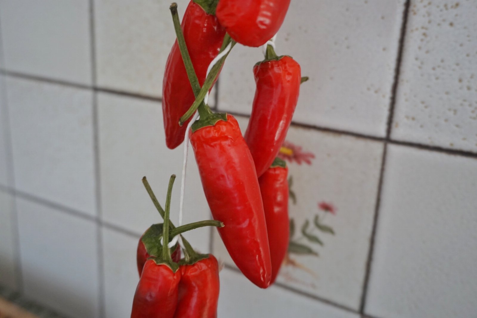 Dragonfly - Stars Home Tropea