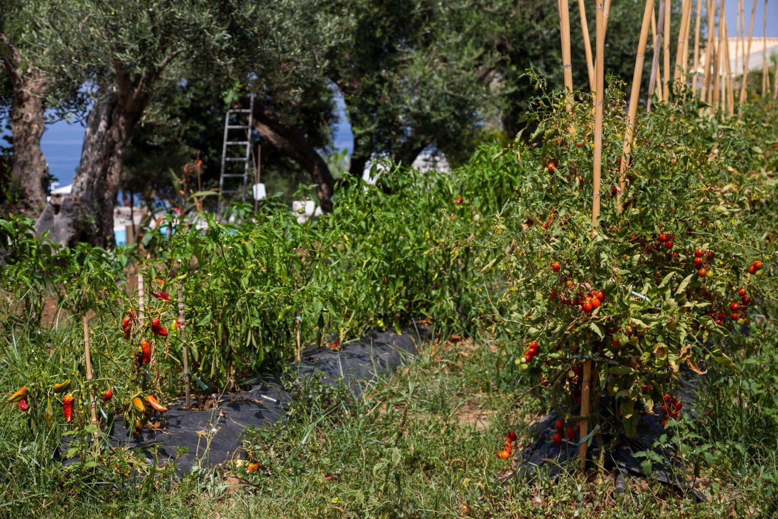 Capo Vaticano: Appartamenti Trilocale 3 posti con cucina vista mare. Spiaggia privata. Sunset Yoga