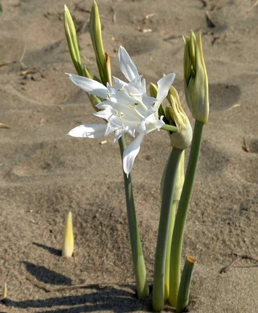 Residence Eranova-Torre